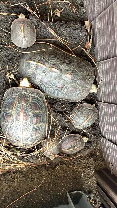 黃緣閉殼龜飼養|手把手教你，如何佈置黃緣龜飼養環境？